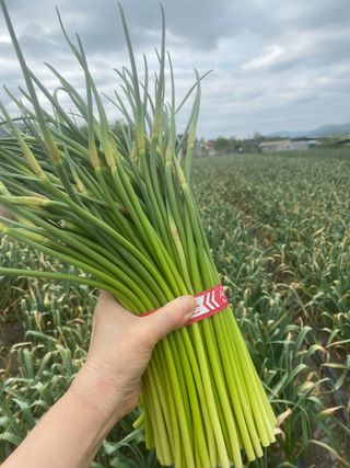 영천황마늘님의 자유주제 · 자유게시판 작성글 사진