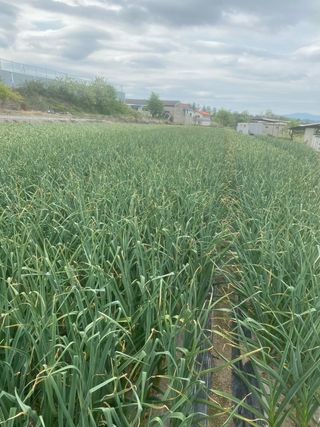 영천황마늘님의 자유주제 · 자유게시판 작성글 사진