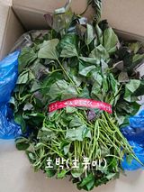 팜모닝 고구마·자유게시판 게시글 이미지