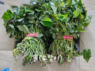 연모 자연의행복님의 고구마 · 자유게시판 작성글 사진