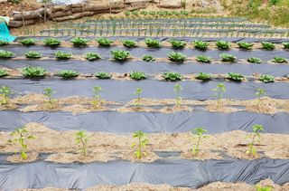 담디농원님의 배추 · 파종•정식 작성글 사진