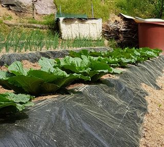 담디농원님의 배추 · 파종•정식 작성글 사진