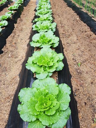 담디농원님의 배추 · 파종•정식 작성글 사진