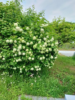 안영배님의 우리동네 · 동네자랑 작성글 사진