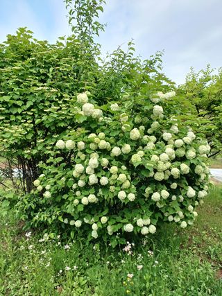 안영배님의 우리동네 · 동네자랑 작성글 사진