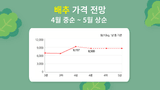 팜모닝 배추·시세•판로 게시글 이미지