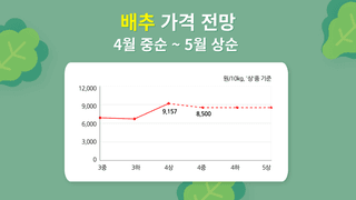 알 수 없음님의 배추 · 시세•판로 작성글 사진