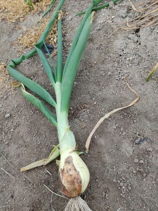 숲속의사나이님의 양파 · 자유게시판 작성글 사진