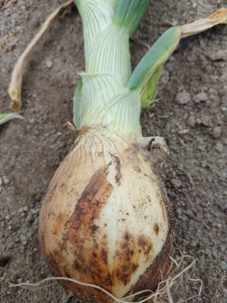 숲속의사나이님의 양파 · 자유게시판 작성글 사진