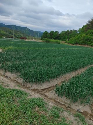 숲속의사나이님의 양파 · 자유게시판 작성글 사진