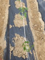 팜모닝 자유주제·자유게시판 게시글 이미지