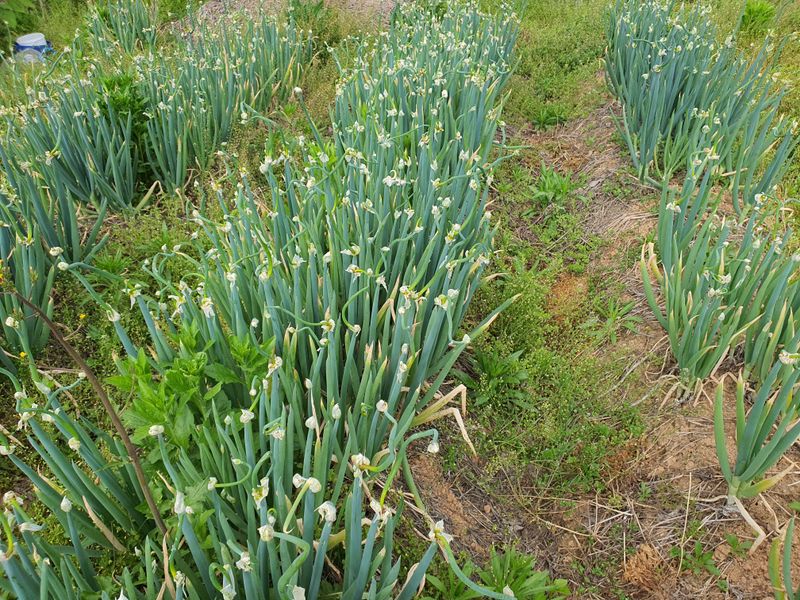 신선고을농원님의 장터 판매 상품 [삼동대파 모종 10개에만원] 첨부 사진