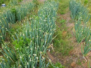 신선고을농원님의 작성글 사진