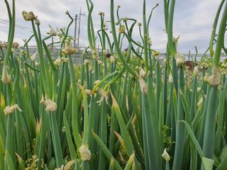 신선고을농원님의 작성글 사진