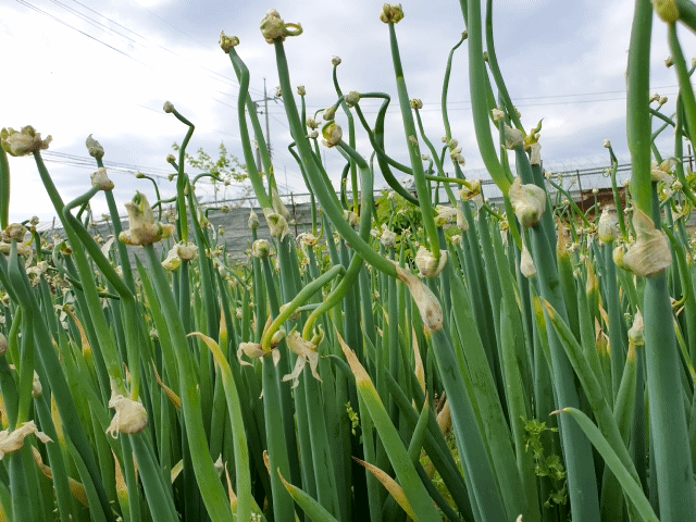 신선고을농원님의 장터 판매 상품 [삼동대파 모종 10개에만원] 첨부 사진