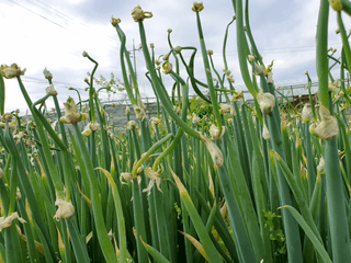신선고을농원님의 작성글 사진