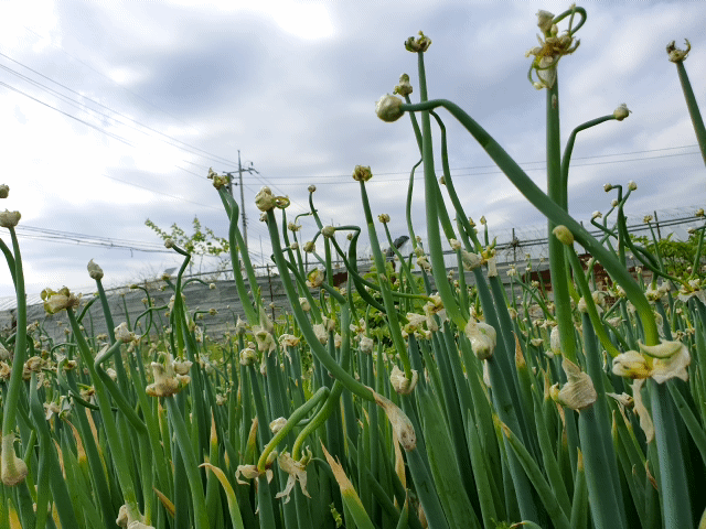 신선고을농원님의 장터 판매 상품 [삼동대파 모종 10개에만원] 첨부 사진