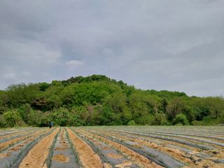 당진시 옥수수님의 자유주제 · 자유게시판 작성글 사진