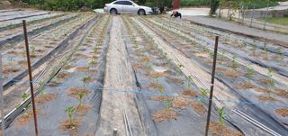 팜모닝회원 성주 님의 우리동네 · 동네자랑 작성글 사진