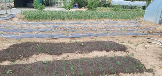 팜모닝회원 성주 님의 우리동네 · 동네자랑 작성글 사진