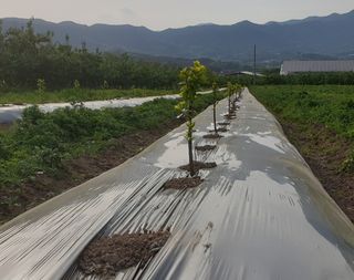 포항태추감님의 감 · 자유게시판 작성글 사진