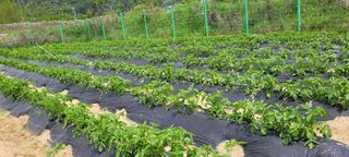 서봉열님의 감자 · 자유게시판 작성글 사진