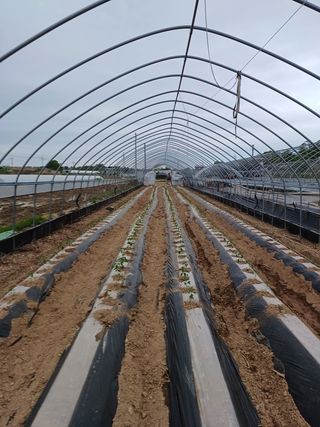 김진영님의 고추 · 파종•정식 작성글 사진