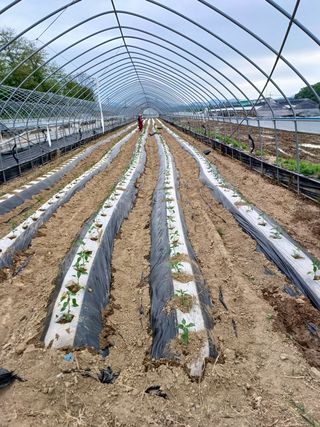 김진영님의 고추 · 파종•정식 작성글 사진