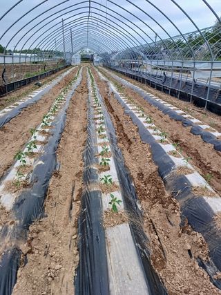 김진영님의 고추 · 파종•정식 작성글 사진