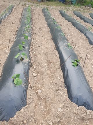 인생은 소풍처럼님의 토마토 · 파종•정식 작성글 사진