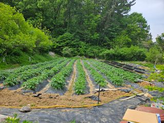 이영재님의 감자 · 자유게시판 작성글 사진