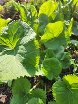 팜모닝 · 게시글 이미지