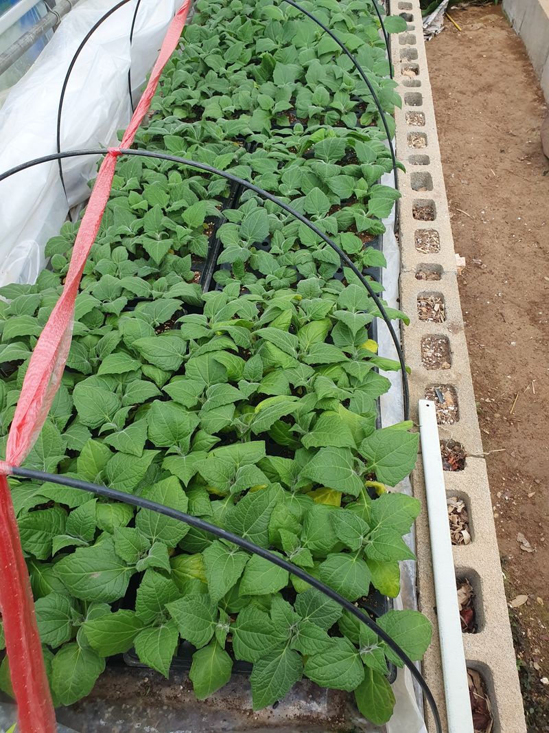 송죽암님의 장터 판매 상품 [모라도야콘(자색야콘) 모종 판매(마감)] 첨부 사진