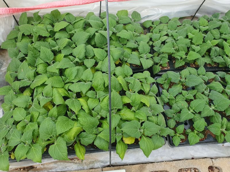 송죽암님의 장터 판매 상품 [모라도야콘(자색야콘) 모종 판매(마감)] 첨부 사진