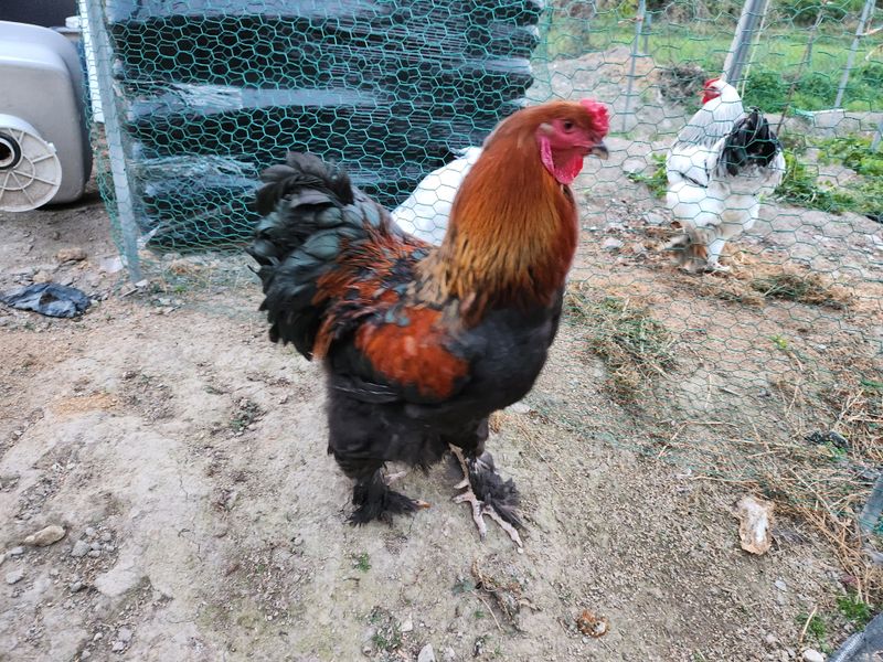 장터 상품 [골드 브라마 숫] 썸네일