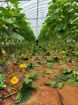 팜모닝 호박·자유게시판 게시글 이미지