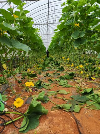 정희원 님의 호박 · 자유게시판 작성글 사진