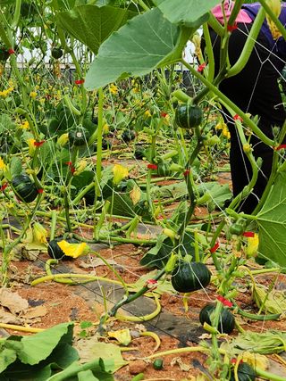 정희원 님의 호박 · 자유게시판 작성글 사진