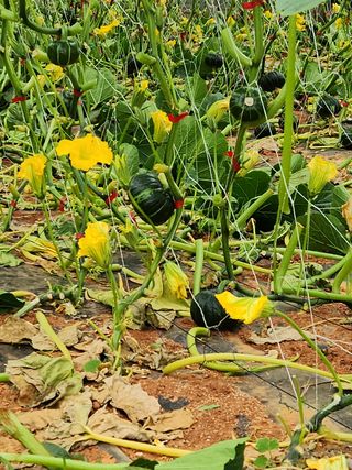 정희원 님의 호박 · 자유게시판 작성글 사진