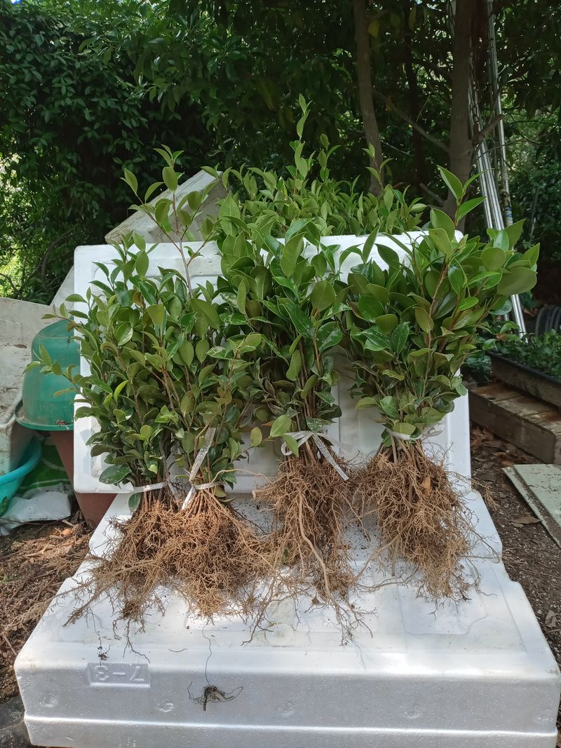 장터 상품 [각종삽목묘목판매] 썸네일