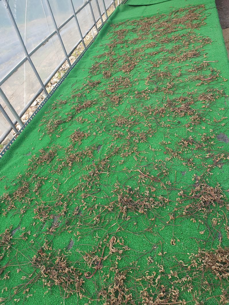 장터 상품 [건고사리와 잔대순] 썸네일