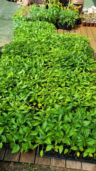 경기고양휘파람농장님의 고추 · 파종•정식 작성글 사진