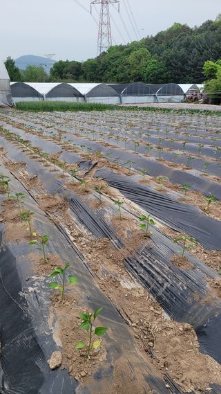경기고양휘파람농장님의 고추 · 파종•정식 작성글 사진