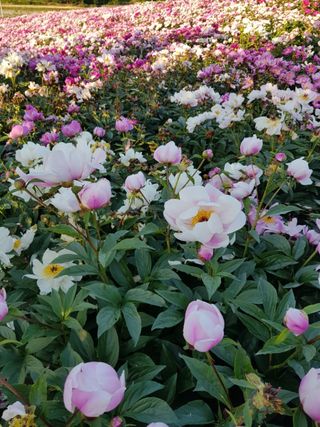 이호성님의 작성글 사진