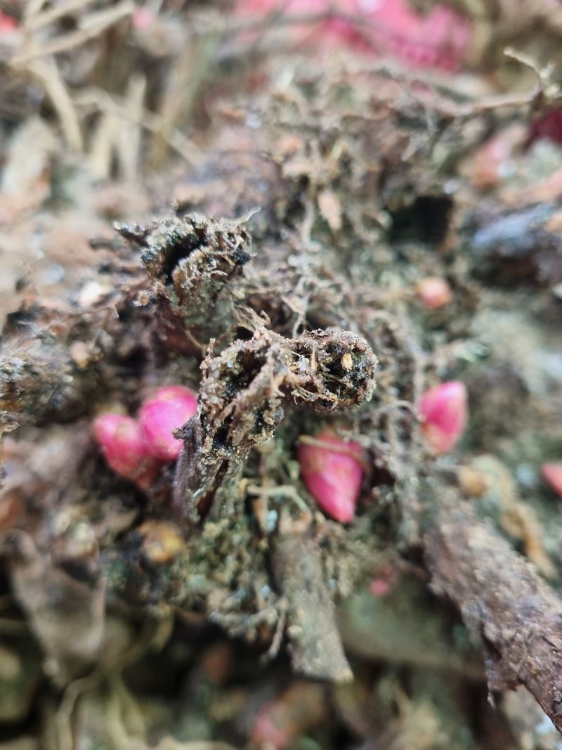 이호성님의 장터 판매 상품 [토종 작약 4년생 뇌두 모종] 첨부 사진