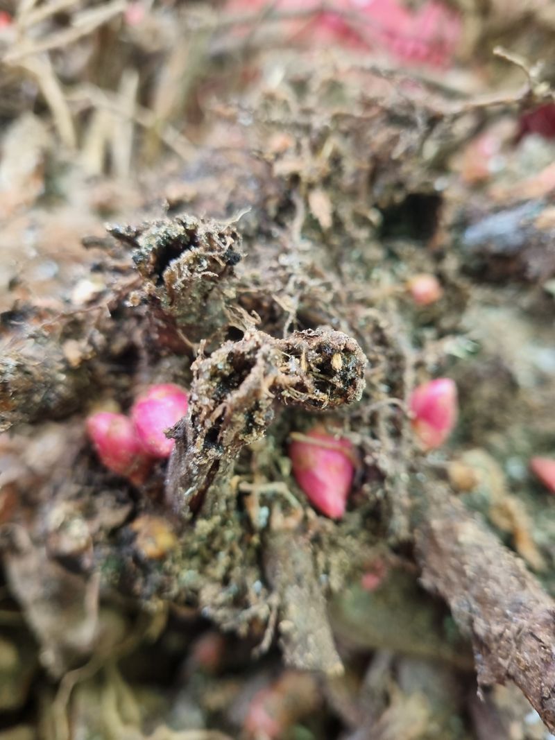 이호성님의 장터 판매 상품 [토종 작약 4년생 뇌두 모종] 첨부 사진