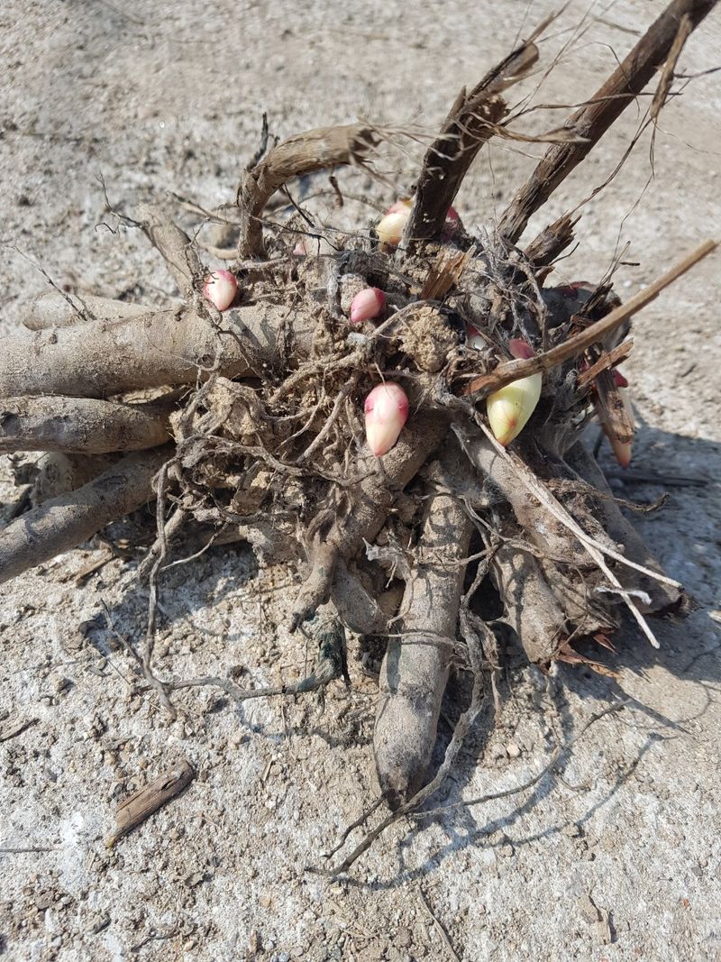 이호성님의 장터 판매 상품 [토종 작약 4년생 뇌두 모종] 첨부 사진