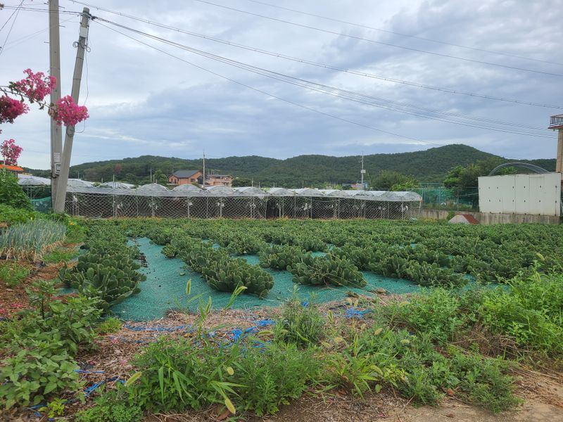 장터 상품 [천년초] 썸네일