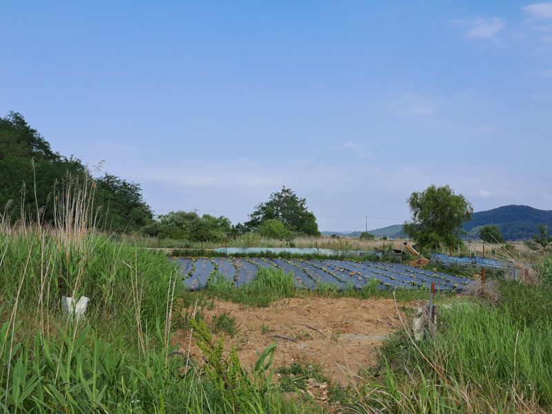 대부도김매경님의 장터 판매 상품 [천년초] 첨부 사진