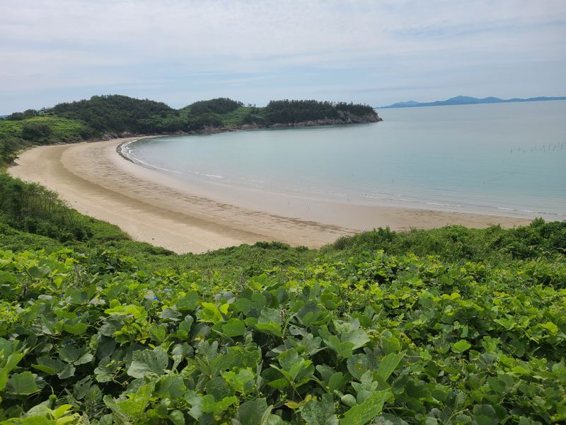 대부도김매경님의 장터 판매 상품 [천년초] 첨부 사진